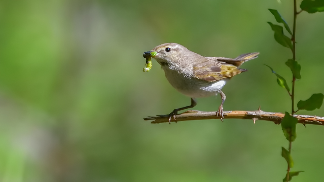 Eastern Bonelli's Warbler